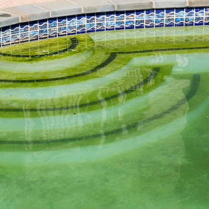 Algen im Swimmingpool vermeiden