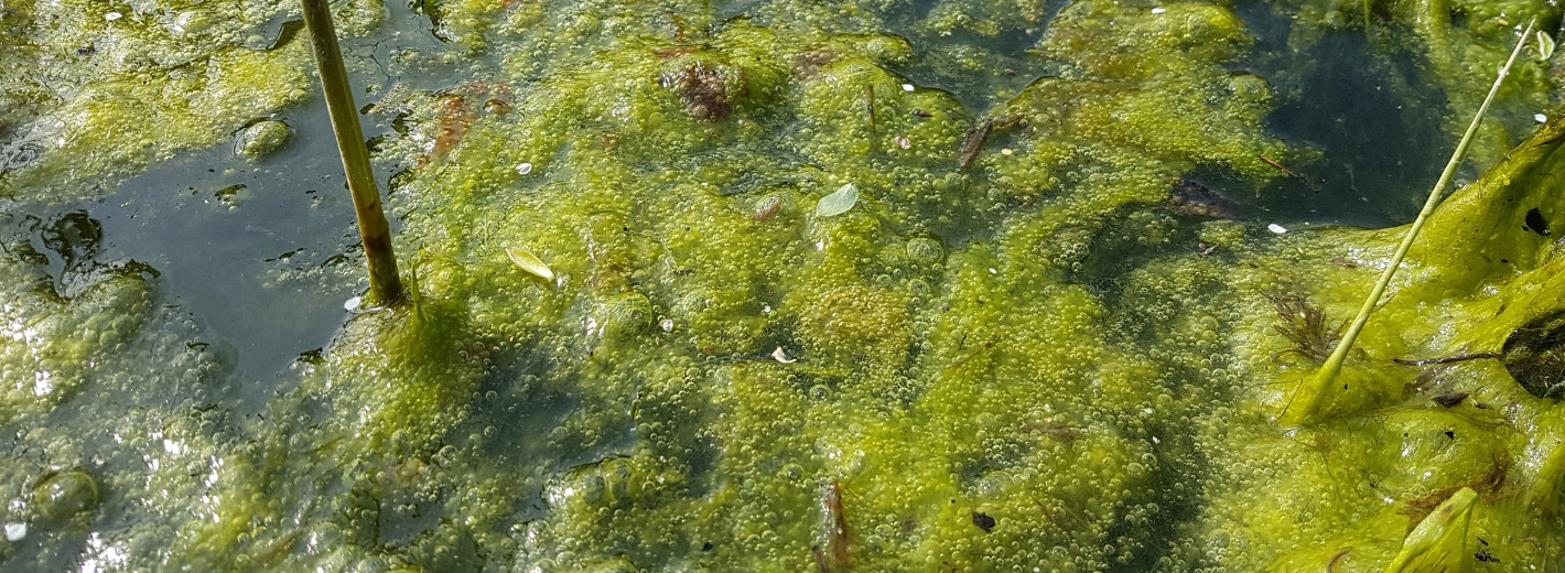 Algen im Gartenteich