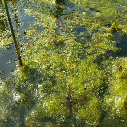Was tun gegen Algen im Gartenteich?