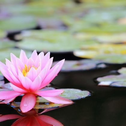 Gartenteiche: Schwimmteich, Zierteich und Naturteich im Vergleich