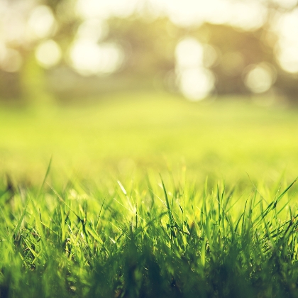 7 Stufen zum immer grünen biologischen Rasen