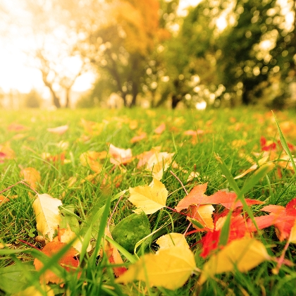 Herbstdüngung für den Rasen
