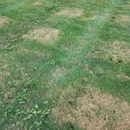Schneeschimmel im Rasen vermeiden