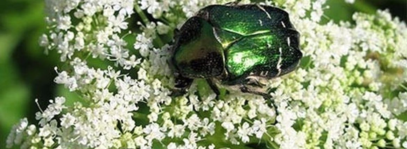 Rosenkäfer