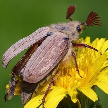 Die guten und die bösen Engerlinge im Garten
