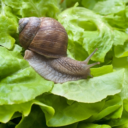 Schafwolle für den Garten