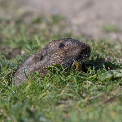 Wühlmäuse im Garten bekämpfen