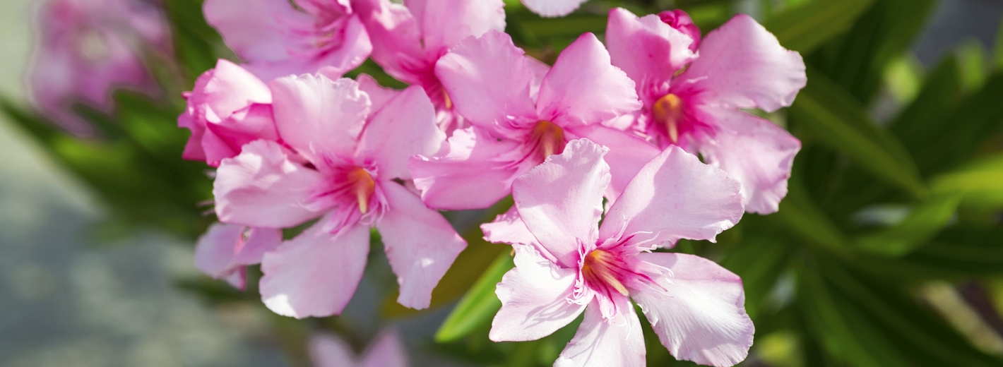 Oleander