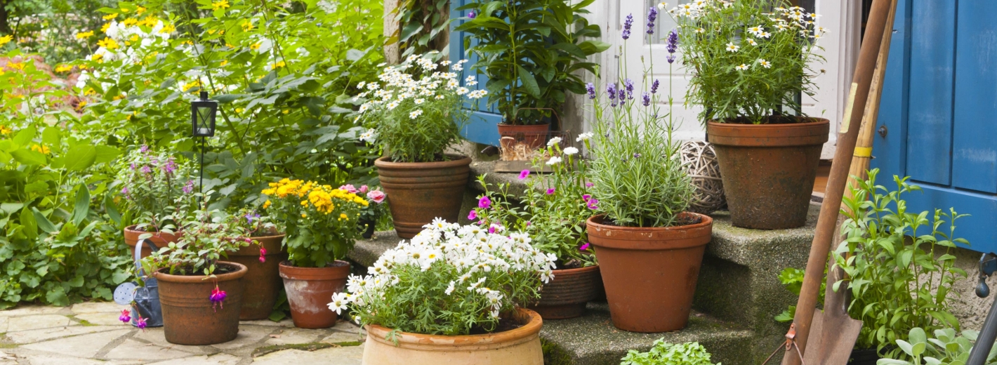 Kübelpflanzen auf der Terrasse