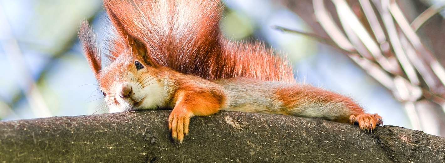 Eichhörnchen klettert am Baum