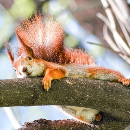 Eichhörnchen im Winter füttern
