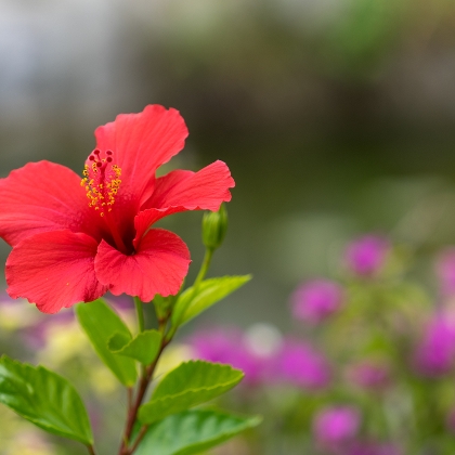 Mit Ziersträuchern den Garten verschönern