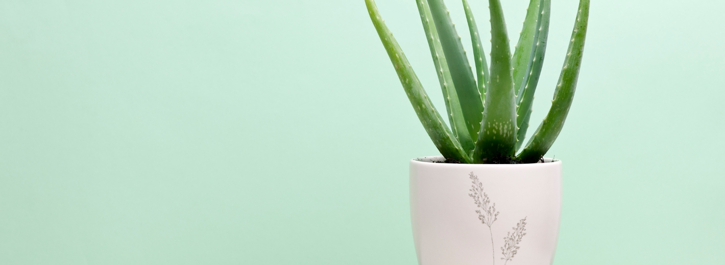 Aloe Vera Pflanze im Topf