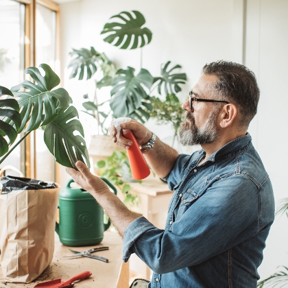 Monstera deliciosa ist kein Philodendron