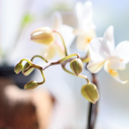 Orchideen - exotische Blumen für zu Hause