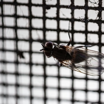 Schutz vor Insekten und anderen Quälgeistern