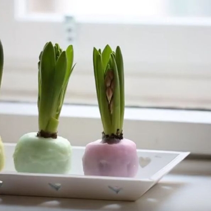 DIY - Hyazinthen in Wachs