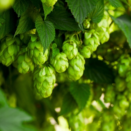 Hopfen – für Geschmack und Haltbarkeit