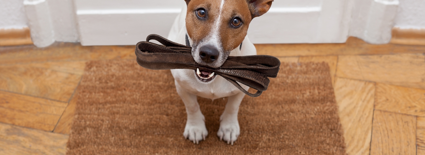 Hund mit Leine im Maul