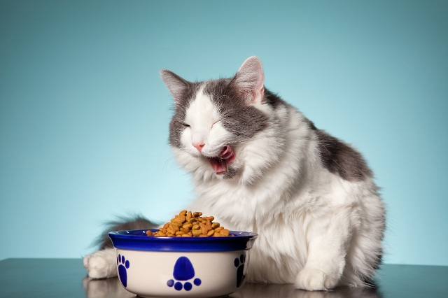 Katze vor Napf