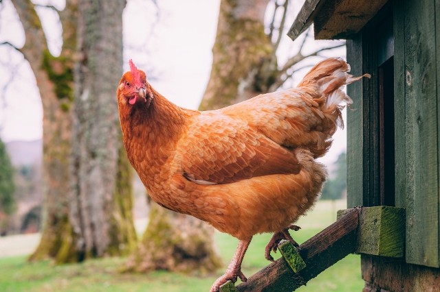 Huhn auf Leiter