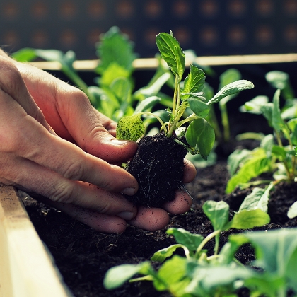 Kohlrabi und Radieschen Pflänzchen werden ins Hochbeet eingesetzt