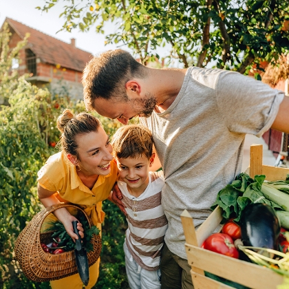 Mann und Frau mit Kind ernten Gemüse im Garten
