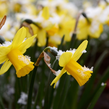 Blühende gelbe Narzissen bedeckt mit etwas Schnee