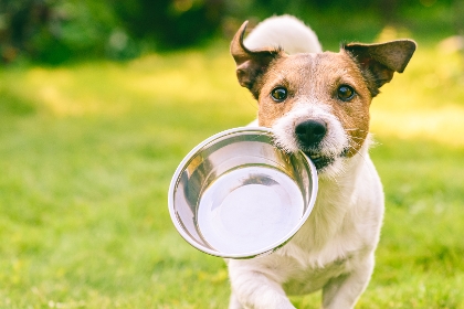 Hundezubehör
