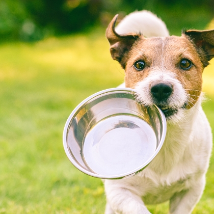 Hundezubehör