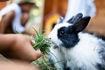 Kaninchen- und Nagerhaltung