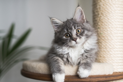 Katzenzubehör
