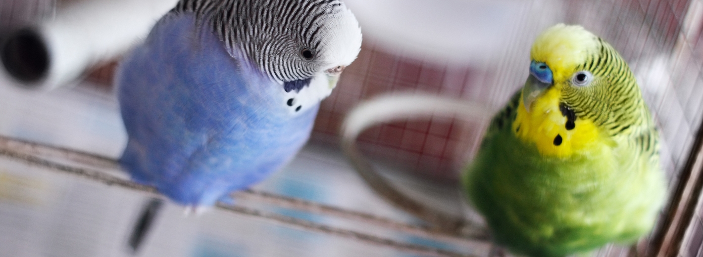 Vogelfutter und Vogelzubehör