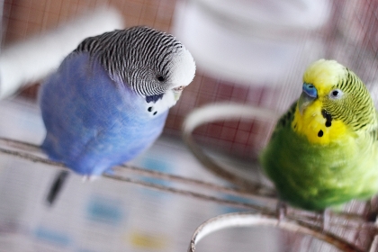 Vogelfutter und Vogelzubehör