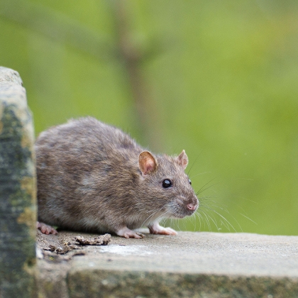 Mäuse und Ratten bekämpfen mit Produkten von Kwizda