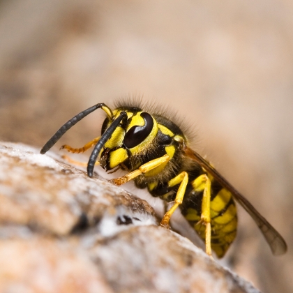 Wespen und Fliegenabwehr von Kwizda