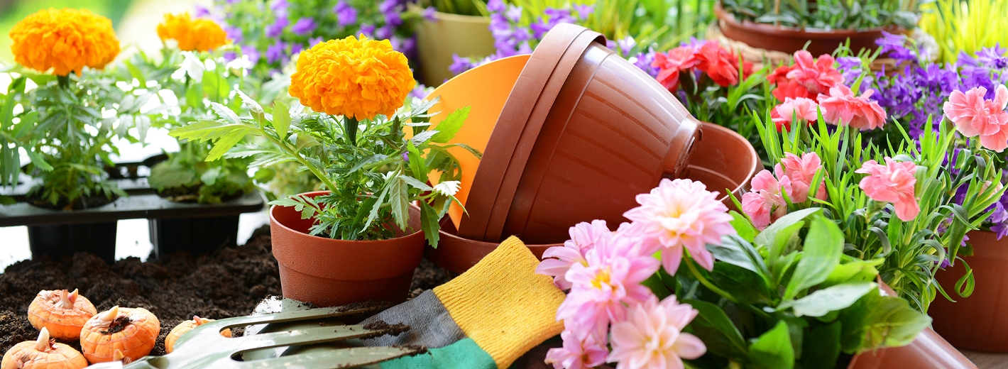 Verschiedene Gartenpflanzen mit Topf
