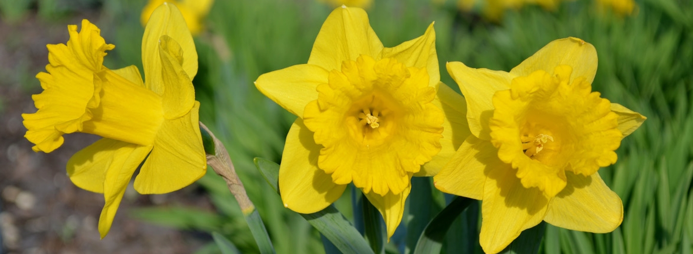 Frühling