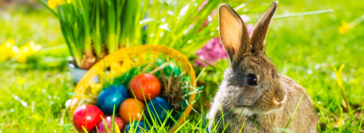 Osterhase
