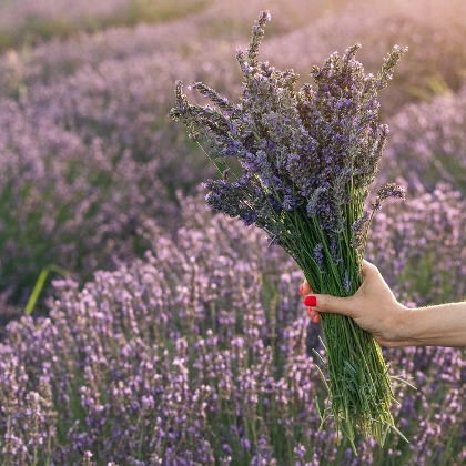 Lavendel