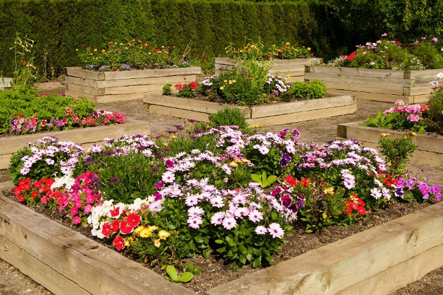Blumenbeete als Hochbeete angelegt in Holzeinfassung
