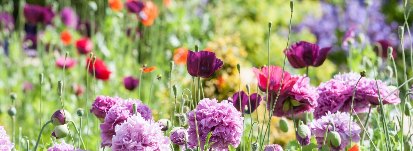 Buntes Blumenbeet mit Mohnblumen