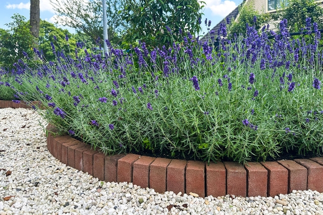 Lavendel im Blumenbeet mit organischer Einfassung aus Stein