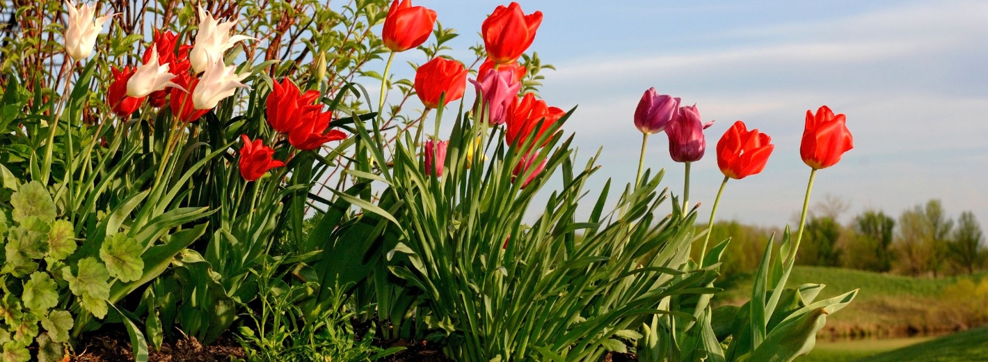 Blumenbeet mit Tulpen und Steineinfassung