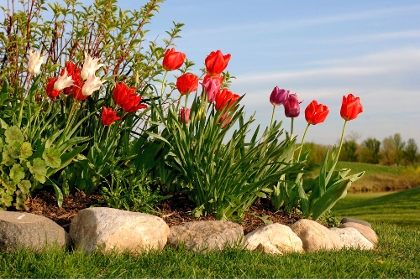 Blumenbeet mit Tulpen und Steineinfassung