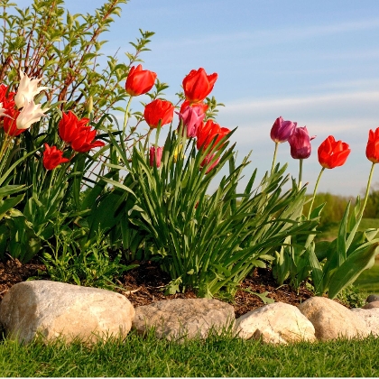 Blumenbeet anlegen: So planen, pflanzen und pflegen Sie richtig