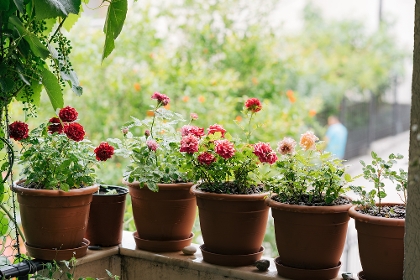 Verschiedene Rosen im Topf stehen auf einem Balkon