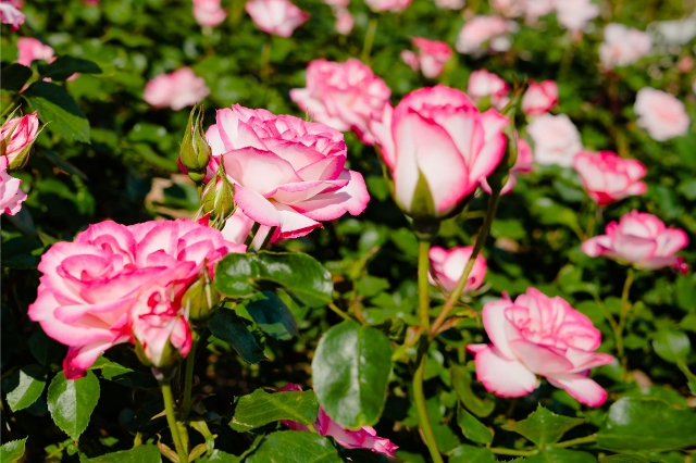 Rosa-weiße Edelrose