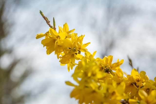 Blütenstiel einer gelben Forsythie