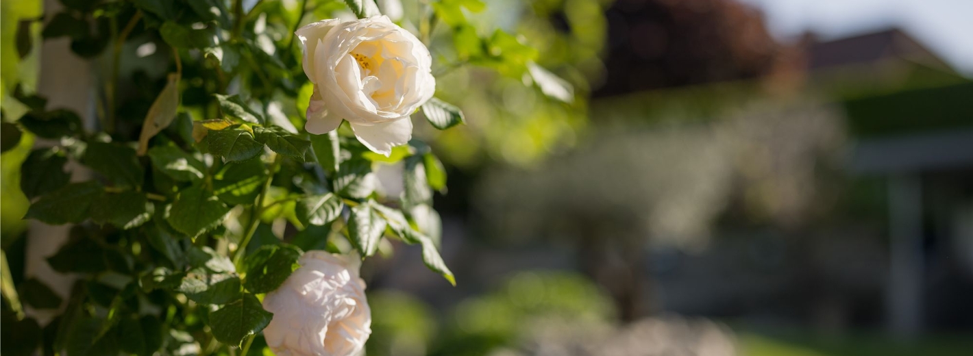 Weiße Rose im Sonnenlicht